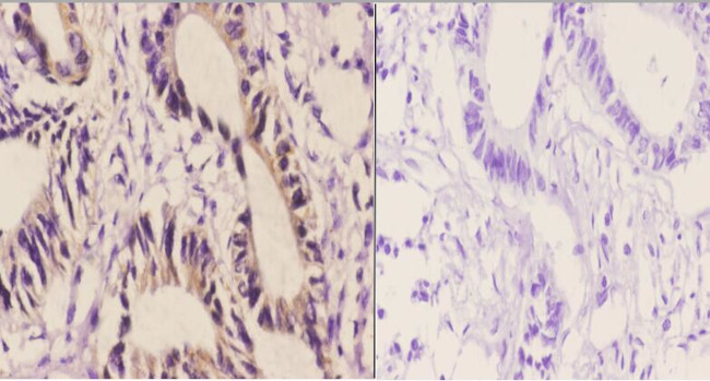 AIF Antibody in Immunohistochemistry (Paraffin) (IHC (P))