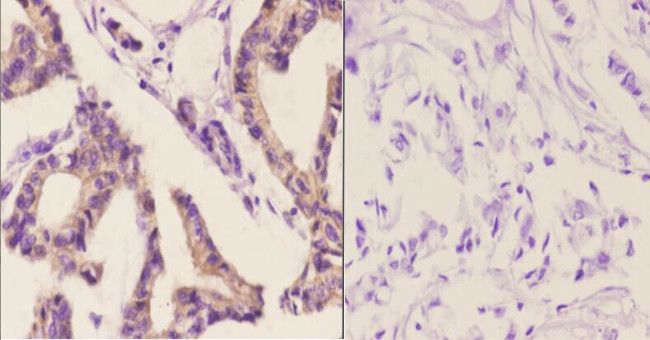 AIF Antibody in Immunohistochemistry (Paraffin) (IHC (P))