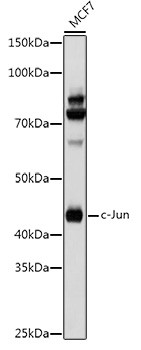 c-Jun Antibody in Western Blot (WB)