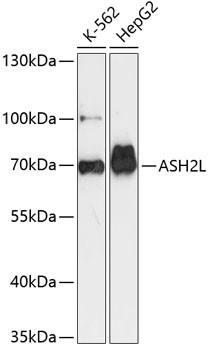 ASH2L Antibody in Western Blot (WB)