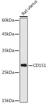 CD151 Antibody in Western Blot (WB)