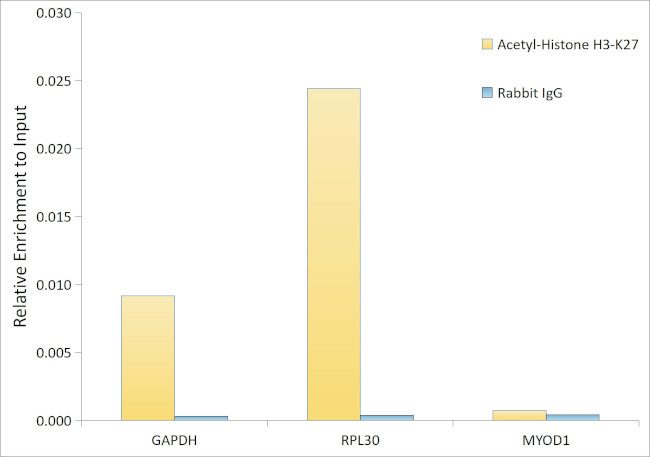 H3K27ac Antibody in ChIP Assay (ChIP)