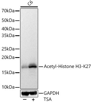 H3K27ac Antibody in Western Blot (WB)