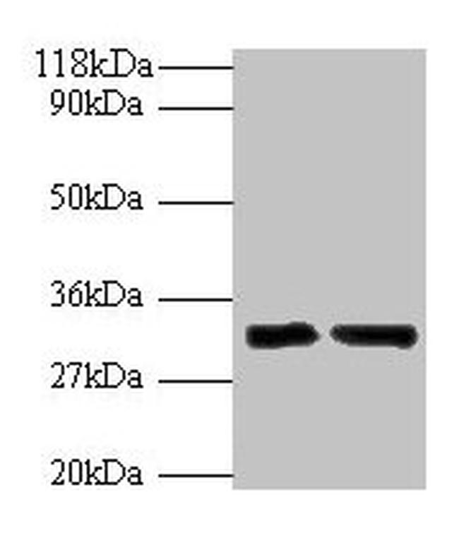 IL-33 Antibody in Western Blot (WB)