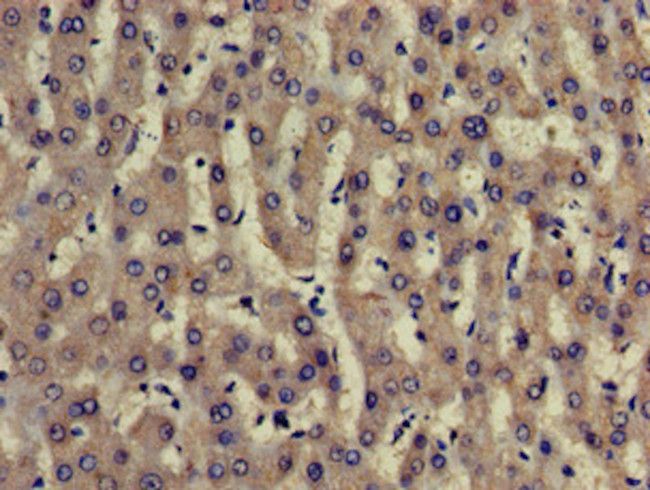 TRADD Antibody in Immunohistochemistry (Paraffin) (IHC (P))