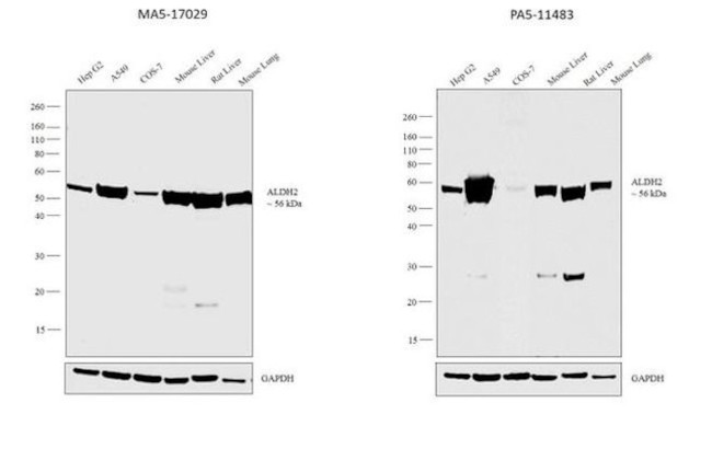 ALDH2 Antibody