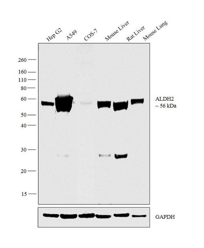 ALDH2 Antibody in Western Blot (WB)