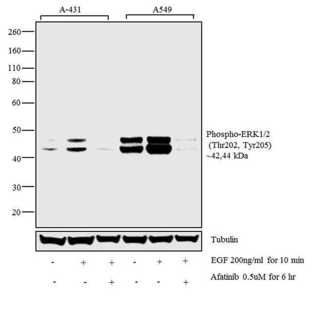 Phospho-ERK1 (Thr202, Tyr205) Antibody in Western Blot (WB)