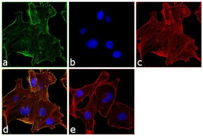 beta Actin Antibody in Immunocytochemistry (ICC/IF)