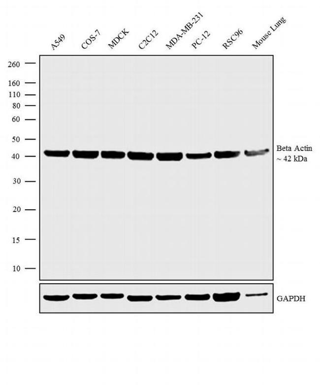 beta Actin Antibody in Western Blot (WB)