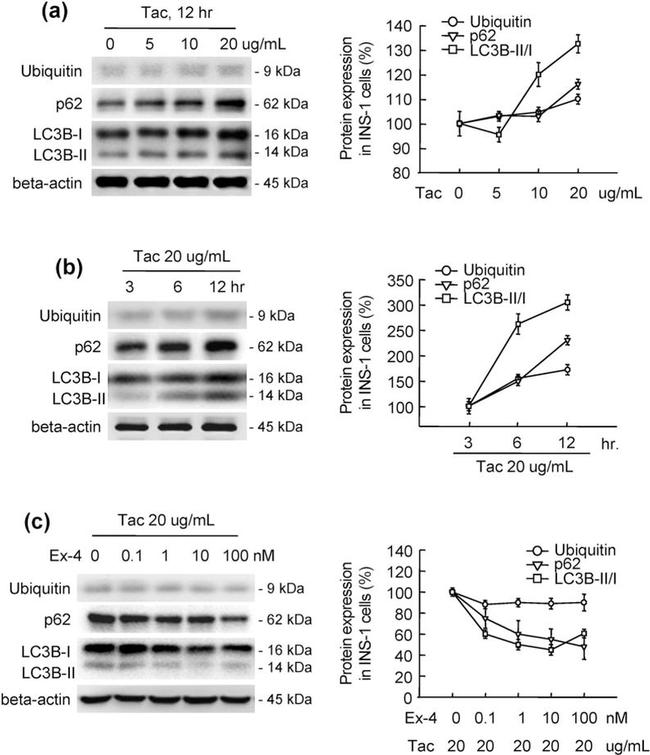 Ubiquitin Antibody in Western Blot (WB)