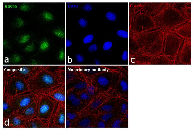 SIRT6 Antibody in Immunocytochemistry (ICC/IF)