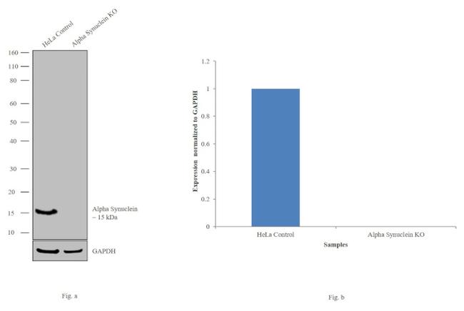 alpha Synuclein Antibody in Western Blot (WB)