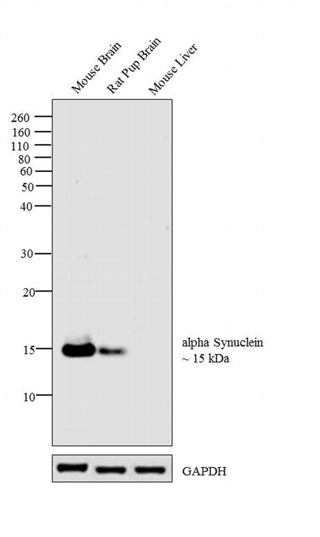 alpha Synuclein Antibody in Western Blot (WB)