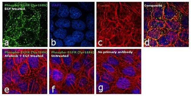 Phospho-EGFR (Tyr1086) Antibody