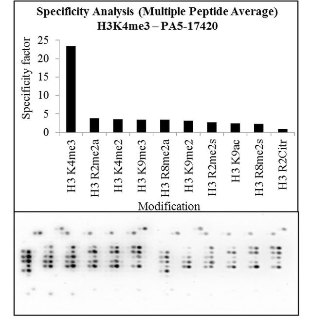 H3K4me3 Antibody in Peptide array (Array)