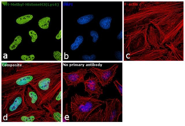 H3K4me3 Antibody in Immunocytochemistry (ICC/IF)