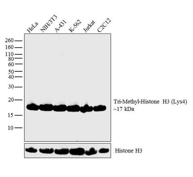 H3K4me3 Antibody in Western Blot (WB)