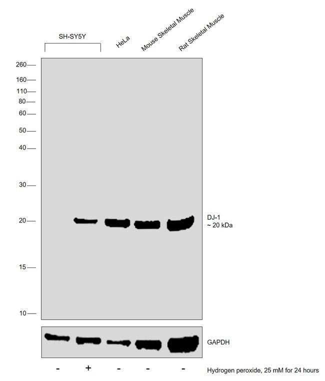 DJ-1 Antibody in Western Blot (WB)