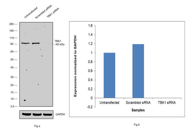 TBK1 Antibody in Western Blot (WB)