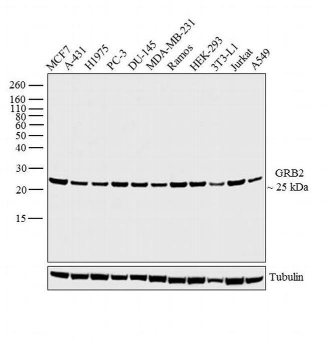 GRB2 Antibody in Western Blot (WB)