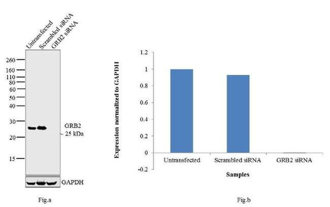 GRB2 Antibody in Western Blot (WB)