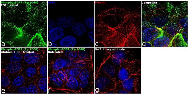 Phospho-EGFR (Tyr1068) Antibody