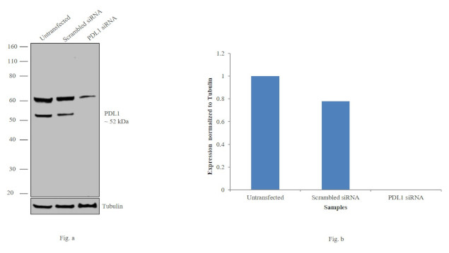 PD-L1 Antibody