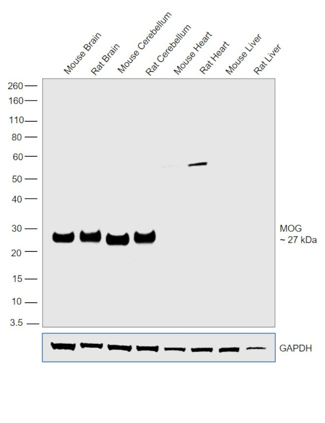 MOG Antibody