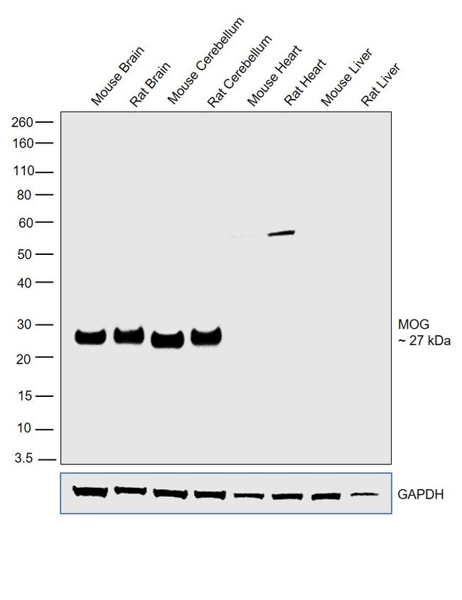 MOG Antibody in Western Blot (WB)