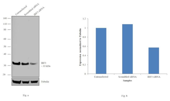 IRF3 Antibody in Western Blot (WB)