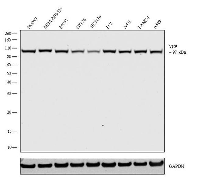 VCP Antibody in Western Blot (WB)