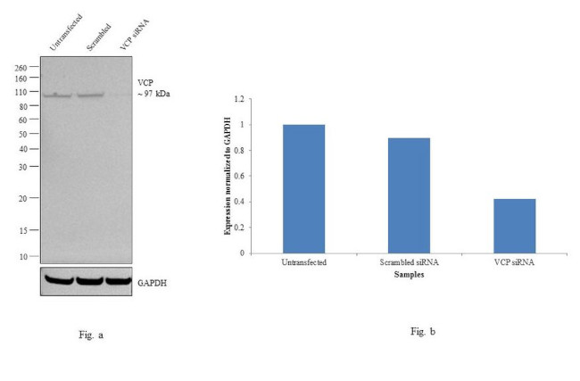 VCP Antibody