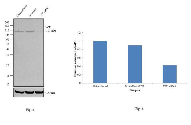 VCP Antibody in Western Blot (WB)