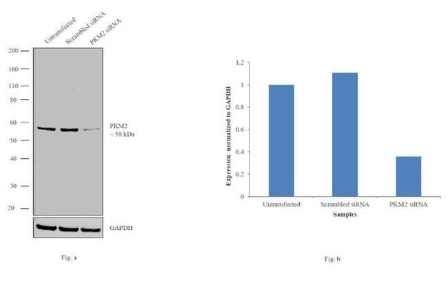 PKM2 Antibody in Western Blot (WB)