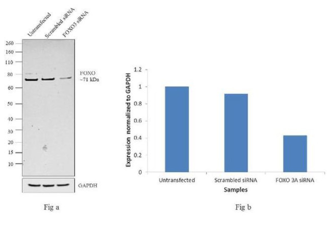 FOXO3A Antibody