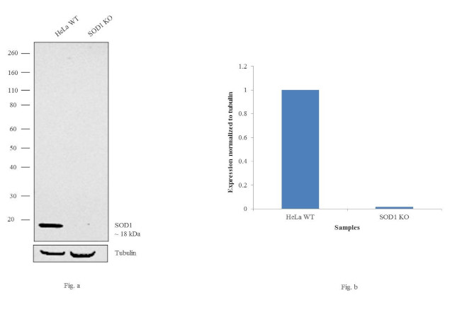 SOD1 Antibody