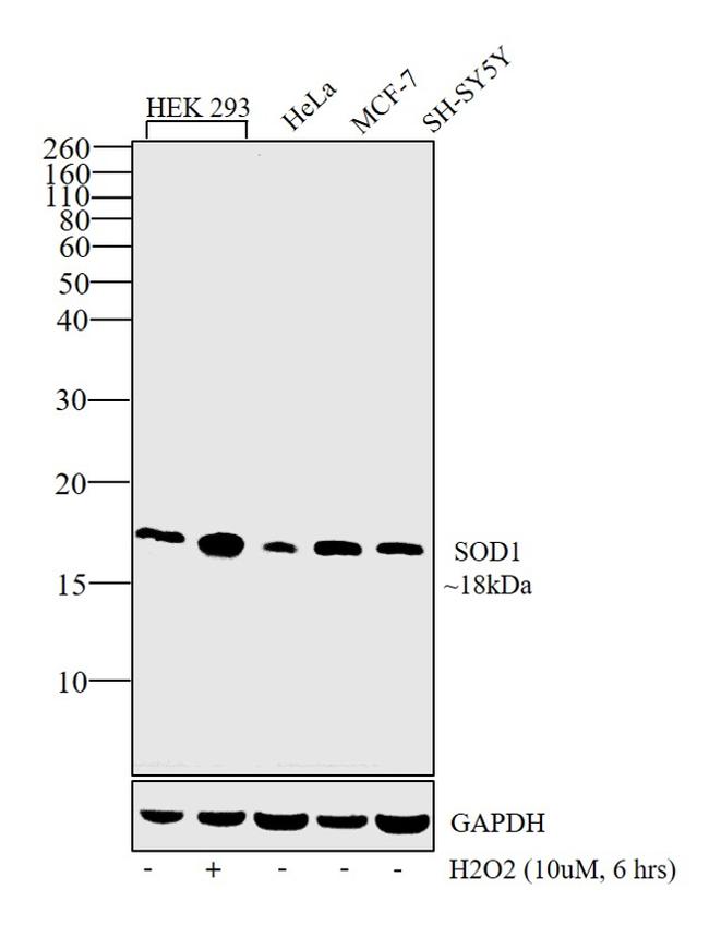 SOD1 Antibody in Western Blot (WB)