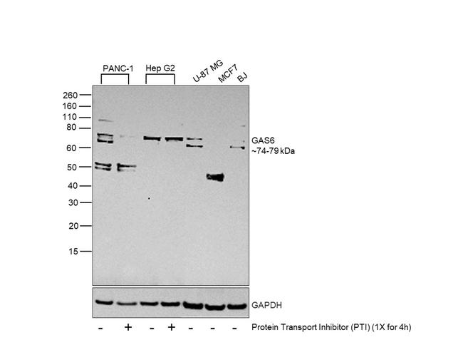 GAS6 Antibody in Western Blot (WB)