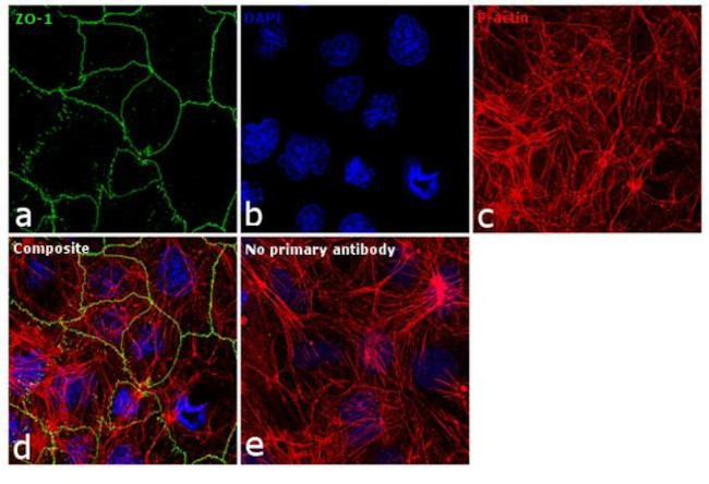 ZO-1 Antibody in Immunocytochemistry (ICC/IF)