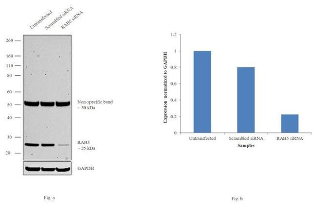 RAB5 Antibody in Western Blot (WB)