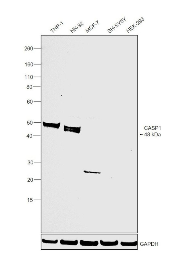 Caspase 1 Antibody