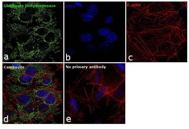 GluD1/GluD2 Antibody in Immunocytochemistry (ICC/IF)