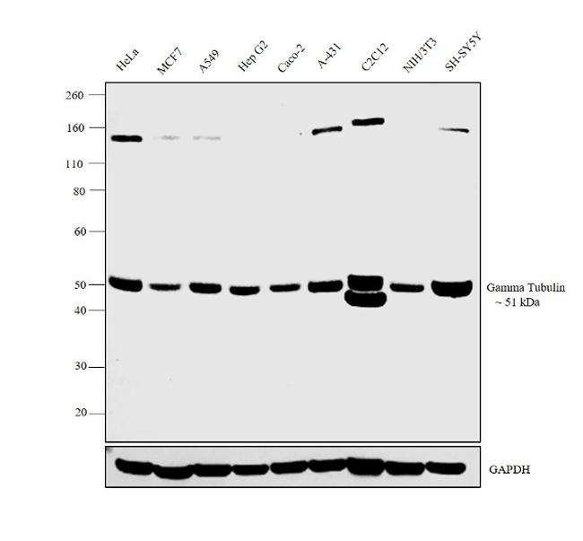 gamma Tubulin Antibody in Western Blot (WB)