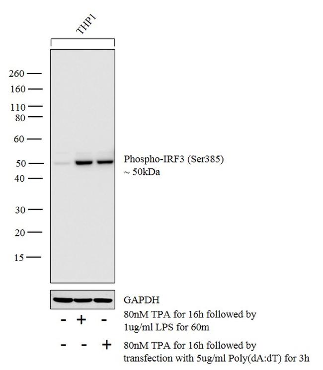 Phospho-IRF3 (Ser385) Antibody