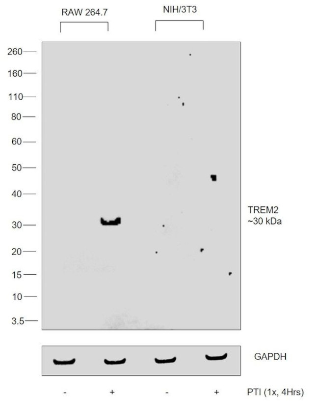 TREM2 Antibody