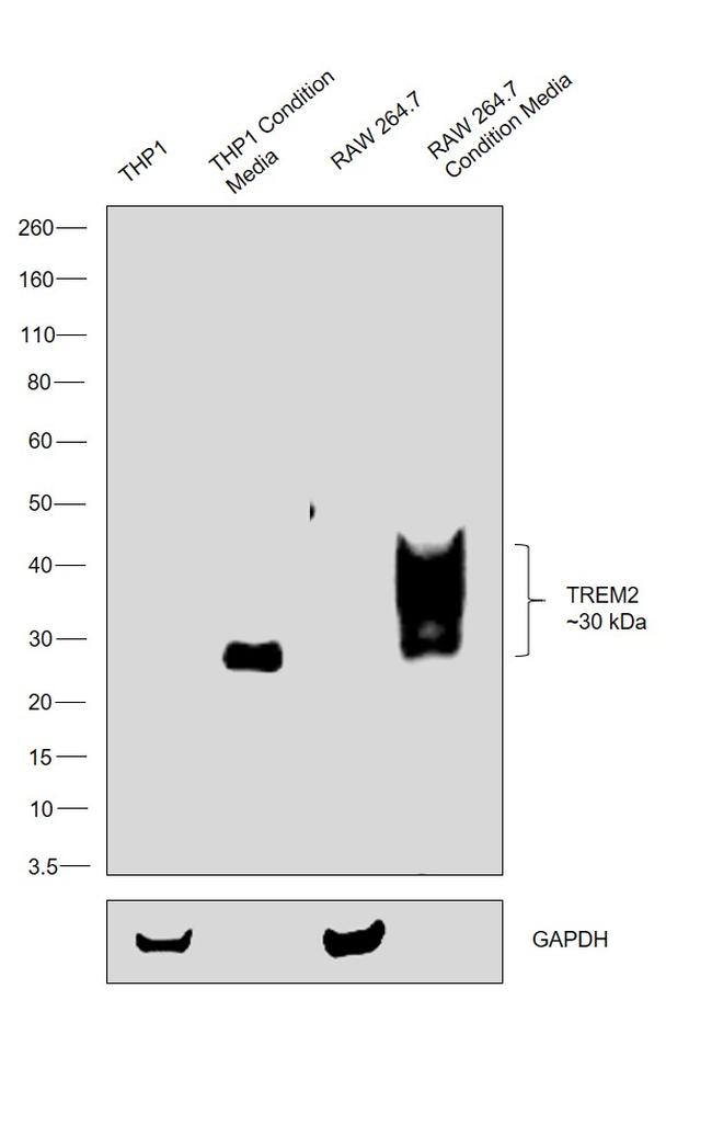 TREM2 Antibody in Western Blot (WB)