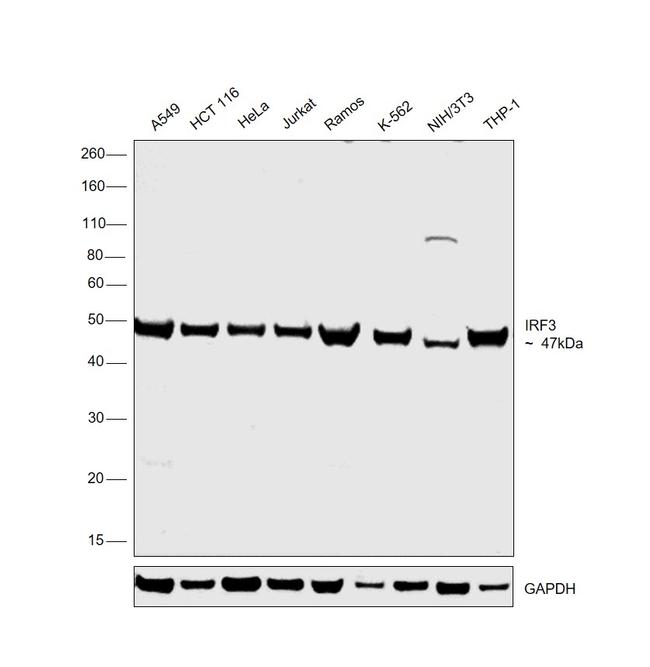 IRF3 Antibody in Western Blot (WB)