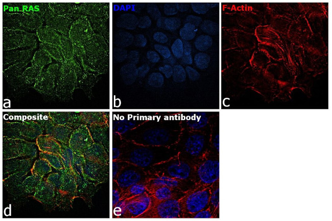 Pan Ras Antibody in Immunocytochemistry (ICC/IF)