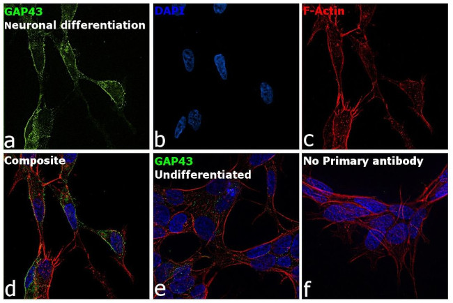 GAP43 Antibody in Immunocytochemistry (ICC/IF)